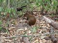 Knaagdier in Honduras