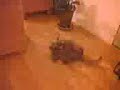 Saxon the Bear Bonking Cat
