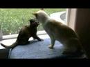 Annabelle and Rudy Playing