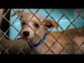 Pedigree commercial - Oliver Pedigree commercial - Oliver