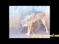 Wolf baby milk time