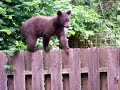 Baby brown bear walking on top of the fence