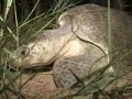tortugas-golfinas-liberadas.html