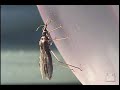 doen�a de chagas