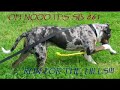 this is my video to try and help the fight against the ban of pitbulls etc