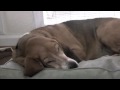 savannahhowlsattv.m4v
