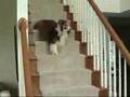 Sheltie-Doing-Backwa