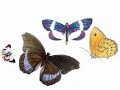 Lepidoptera by Miss Pimb Lepidoptera by Miss Pimb
