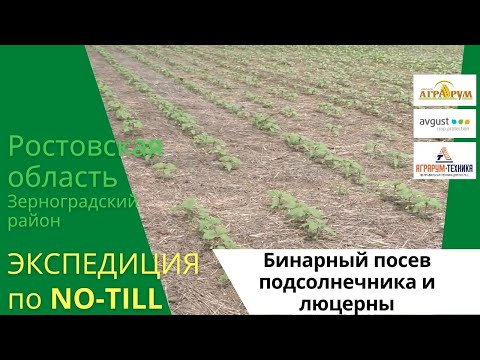 Экспедиция по NO-till 2021. Смотрим бинарный посев подсолнечника и люцерны