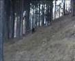 Rottweiler video