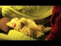 napping fozzie