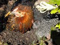 Cuddly Sun-Bathing Chickens