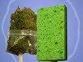 SpongeBob Weedhead