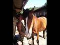 mes amie et les chevaux de la valette