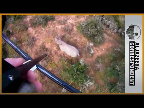 rhino