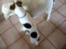 humping dogs humping dogs