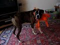 Boxer   dog  has fun