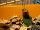 agaponis jugando