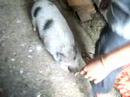 susy pig torna nella stalla