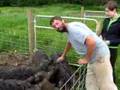 Bill Vingelen of the Herbfarm with their Mangalitsa Pigs