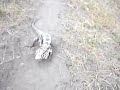 ataque-tigre.html