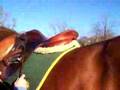 How to tack up a horse