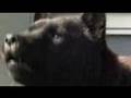 甲斐犬 陸 吠える barking