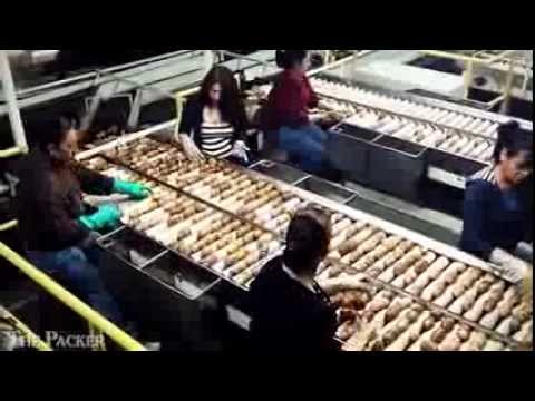 how to grow idaho potatoes