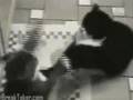 ネコダンス どんだけぇマネすんねん