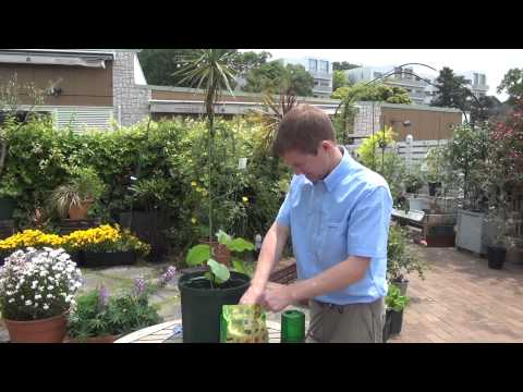 how to fertilize eggplant