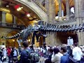 Muzeum natury w Londynie - szkielet dinozaura
