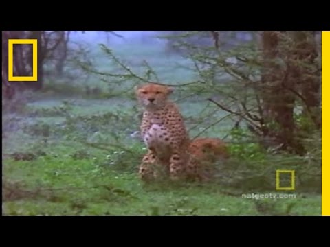 Imagen de previsualización de YouTube