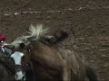 pat butler, saddle bronc rider from the masterson ranch of guthrie, texas making his record-breaking ride at the 2008 red steagall cowboy gathering.............