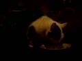 videos de Mekkie