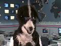 videos de trevor the dog - news immobiliare