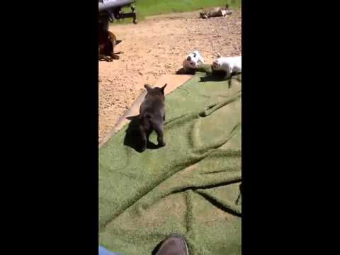 Whydee and Macho Mans babies at play
