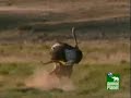 This video is from the documentary, Living with tigers. The ostrich is sprinting at 40 mph and experts thought that only cheetahs would be able to outrun them but these American hybrid tigers did it too. This shows Tigers are capable of speeds of over 40mph and even reaching 50mph.Featuring two Bengal / Siberian hybrid tigers known as Ron and Julie.Tiger Lion Eternal Enemiesread more here:http://en.wikipedia.org/wiki/Bengal_Tiger#Re-wilding_project_in_South_Africa