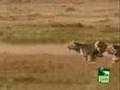 Tigers hunt ostrich in Africa