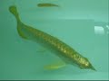 Asian bonytongue, dragon fish, Scleropages formosus,gold cro Asian bonytongue, dragon fish, Scleropages formosus,gold cro