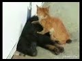 Gato Masajista