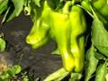 Organic No-Till Living Mulch Nitrogen: Weed Em and Reap