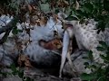Hyena Eating Giraffe 3: Getting After It Hyena Eating Giraffe 3: Getting After It