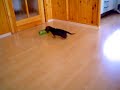 Dog-fight
