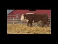 Chandler Hereford Bulls Chandler Hereford Bulls