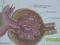 kidney membrane CAMP test