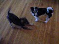 Puppy Playing #3