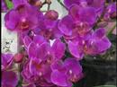World Orchid Conference 19 first clip World Orchid Conference 19 first clip