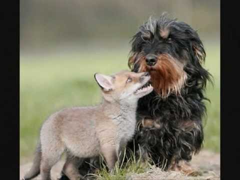 Unusual - A slideshow of the different interspecies relationships between animals. Thank you all for watching and i hope you all enjoy.