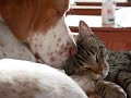 Unusual Animal Friends