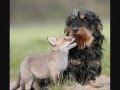 Unusual Animal Friends